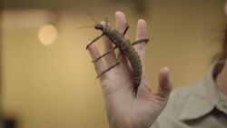 Why Walking Stick Bugs Are Some of the Coolest Insects in the World Instructional Video