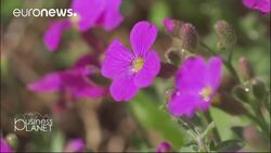 Why the 'inclusive micro-franchise' could be significant for start-up businesses News Clip