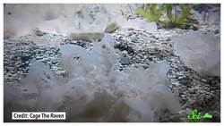 6 Animals That Thrive Upside-Down Instructional Video