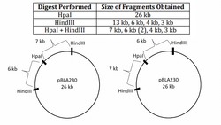 Restriction Mapping of Circular DNA Instructional Video
