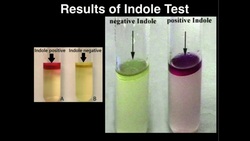 Microbiology: Indole Test (Tryptophanase) Instructional Video