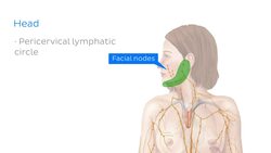 Introduction to lymph nodes Instructional Video