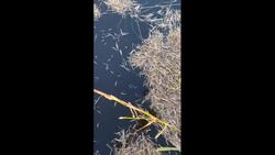 Worm-like creatures eating wild rice crops in northern Sask. News Clip