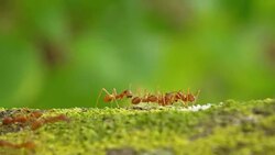 Red ant Close up Stock Footage