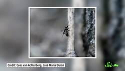 What Animal Dominates Earth? Instructional Video