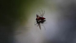 Close-up of a mosquito sucking blood on human skin, Mosquito is carrier of Malaria/ Encephalitis/ Dengue, Macro shot Stock Footage