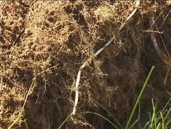 Exploring Grassland Biomes: Characteristics of Grasslands Instructional Video