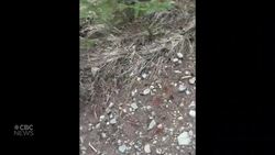 #TheMoment a hiker had a terrifying encounter with a grizzly in Banff, Alta. News Clip