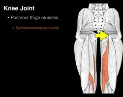 Posterior compartment thigh muscles Instructional Video