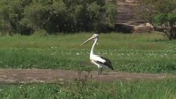 Australian Pelican standing on the shoreline, Pelecanus conspicillatus Stock Footage