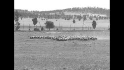 Kelpie sheep dogs herding sheep in Australia News Clip