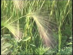 The Importance of Grass Instructional Video