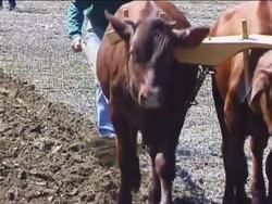 Weathering and Soils: Soil Instructional Video