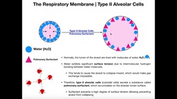 Type II Alveolar Cells | Pulmonary Surfactant Instructional Video