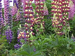 Ragos y herencia: introducción Instructional Video