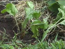 Introduction to Earth's Natural Resources Instructional Video