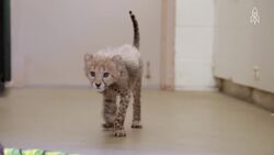 Meet Blakely, the Cincinnati Zoo's devoted animal nanny Instructional Video