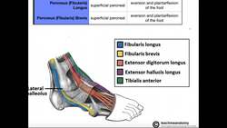 Lateral Leg Compartment Anatomy, Origins, Insertions, & More Instructional Video