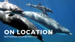 Dolphins Facts Instructional Video