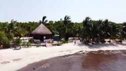 CLEAN : Sargassum returns to caribbean coast of Mexico News Clip