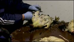 VOICED : Rural decline threatens Estonia's ancient 'isle of women' News Clip