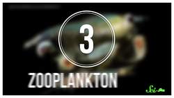 6 Seriously Impressive Animal Migrations Instructional Video