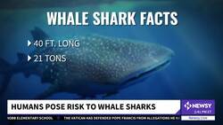 Climate Change Threatens Endangered Whale Sharks News Clip