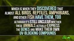 The Strange Case of the Missing Sunscreen Gene Instructional Video