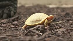 CLEAN : Unique albino Galapagos turtle born in Swiss tropical zoo News Clip