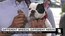 How To Pick The Dog That's Right For You News Clip
