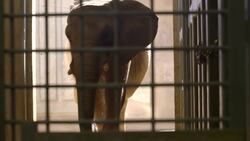 A Look Back at the Life of Beloved Elephant Mila Instructional Video