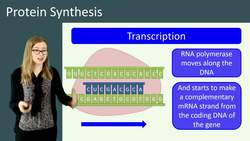 Protein Synthesis Instructional Video
