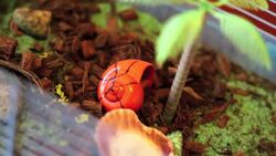 How to Care for Hermit Crabs Instructional Video