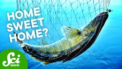 These Animals Actually LIKE Getting Caught Instructional Video