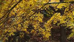 Japanese maple turning yellow in Autumn moving by slow wind Stock Footage