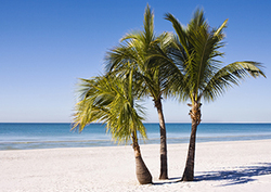 El aceite de palma: ¿el biocombustible del futuro? Instructional Video