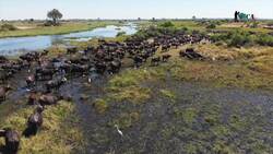 Exploring the Safari Ecosystem: A Tapestry of Life Instructional Video