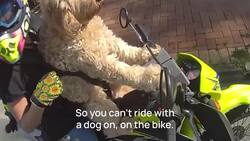 Dog strapped to rider’s chest prompts fine for motorcyclist Instructional Video