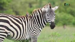 Understanding Predator-Prey Dynamics in the Safari Ecosystem Instructional Video