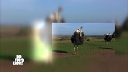 Animal Myths Exposed: Uncovering the Truth About Common Animal Misconceptions Instructional Video