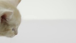 Kitten Facts for Kids! Instructional Video