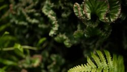 Leafless, spiny, evergreen desert plant cultivated as ornamental in botanical garden. Succulents background, natural pattern. Euphorbia crested cactus in greenhouse. Coral zigzag with pink spines. Stock Footage