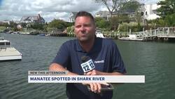 Rare manatee sighting in Belmar prompts warning for boaters News Clip
