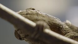 Are You Seeing This? One of the Coolest Chameleons in the World Instructional Video