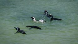 African Penguins Claim the Breathtaking Shores of Stony Point and Boulder Beach Instructional Video