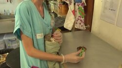 CLEAN : French wildlife shelter warns of consequences after extremely hot summer News Clip