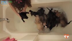 10 Cute Puppies Find Forever Homes Instructional Video