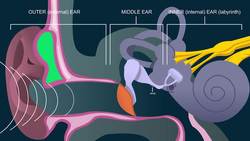 TED-Ed: The science of hearing - Douglas L. Oliver Instructional Video