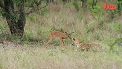 Leopard 'Befriends' Impala: Unusual Predator - Prey Interaction Caught On Camera Instructional Video