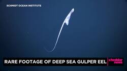 Rare Footage of Deep Sea Gulper Eel News Clip